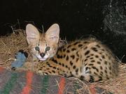 Bengal kittens,  serval,  caracal,  savannah and Ocelot availabel